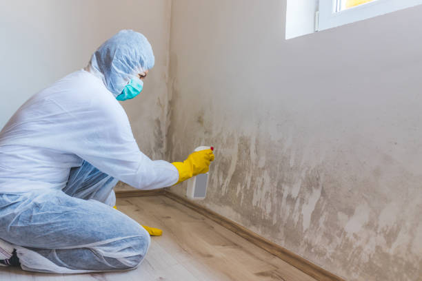Hvac And Air Duct Mold Remediation inspection of HVAC system in Wellington